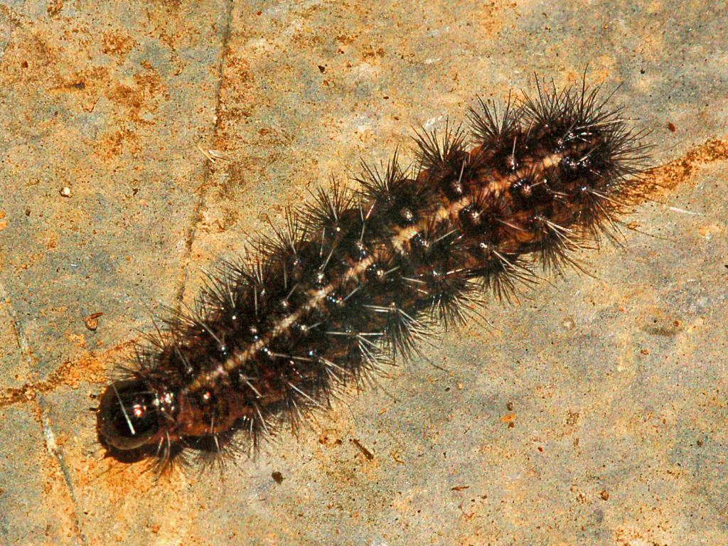 Un bruco bruno ... da identificare
